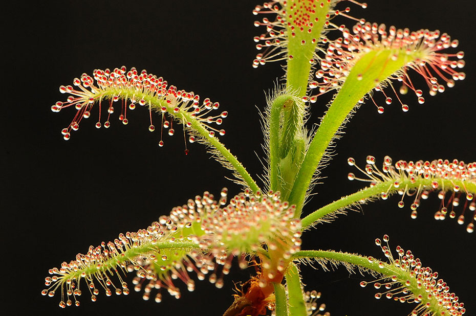 drosera ramentacea 